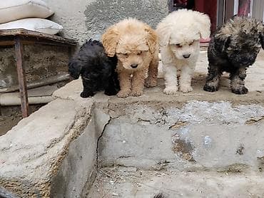bala itlər: Ev üçün ideal Saf qan orta ölçülü pudel balalar qara qəhvəyi ton — 5