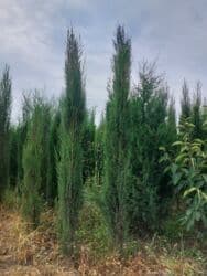 böyürtkən və moruq: Məhsul: Meyvə ağacı tingləri və həmişəyaşıl dekorativ iynəyarpaq — 16