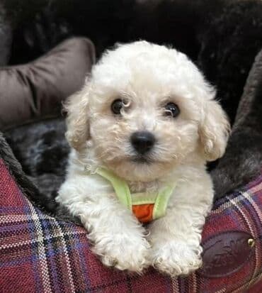 pudel balası: Pudel, 2 ay, Dişi, Peyvəndli, Ünvandan götürmə — 5