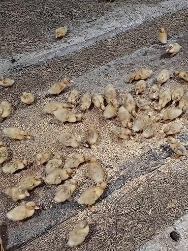 lavanda lal ordəklər: Salam, ciddi alıcılar əlaqə saxlasın, 15-17 günlük ördəklərdi sayı 300 — 4