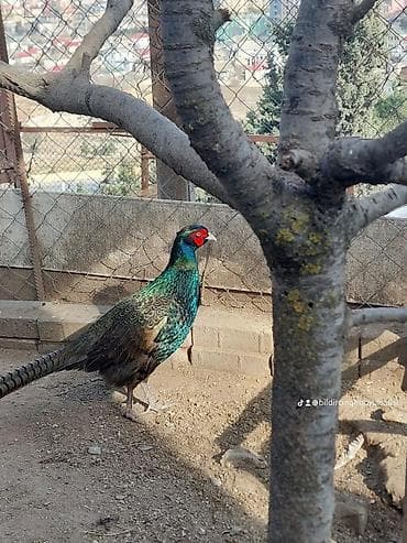 Qırqovul quşları – dekorativ və damazlıq - Növ: Halqalı qırqovul