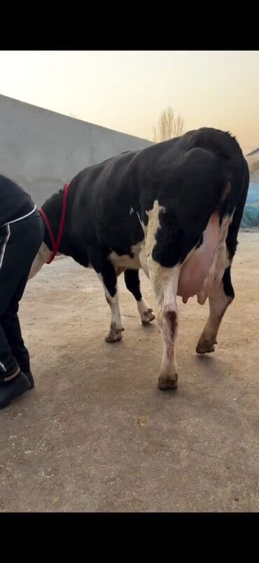 Heyvanlar üçün mallar: Südlük inək və buzov dəsti - Cins: Holşteyn tipli, xallı (qara‑ağ) — 10