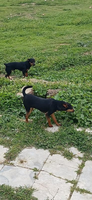 ov iti satilir: Miniatür pinçer, 7 ay, Erkek — 4