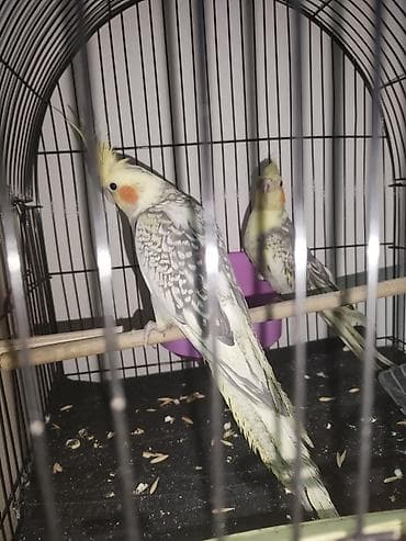 Gəmiricilər: Məhsul: Nimfa (Cockatiel) cütlüyü – “perl”/“pied” rəng mutasiyası — 5