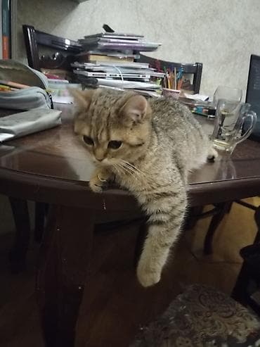 Heyvanlar üçün mallar: Qızıl şinşilla, Yaxşı əllərə, Ünvandan götürmə — 4