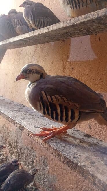 ağ kəklik: Mayali Keklik yumurtalari ve keklik cuceleri isteyen olsa sifariw vere — 2