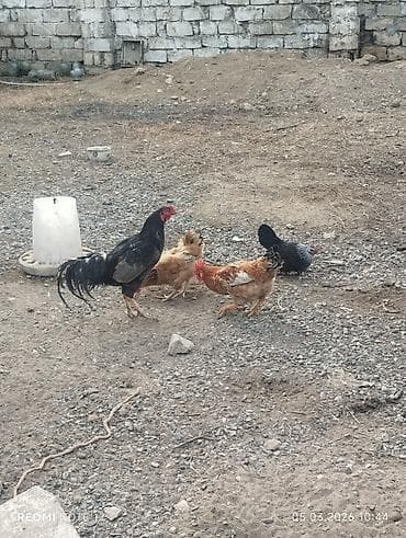 Toyuq, Damazlıq, Ünvandan götürmə — 3