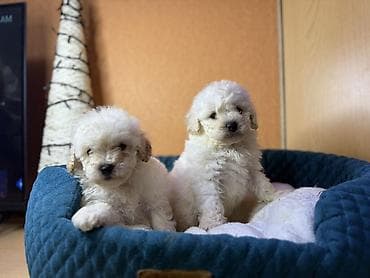 qala cinsi: Pudel, Erkek — 3