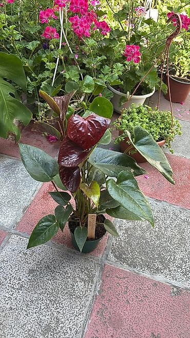 bitki: Anthurium 15-25azn.
Ünvan Şamaxinka — 2
