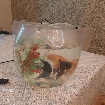 diskus baliqlari: Yumru akvarium, Balıqlarla birlikdə, 15 l — 3