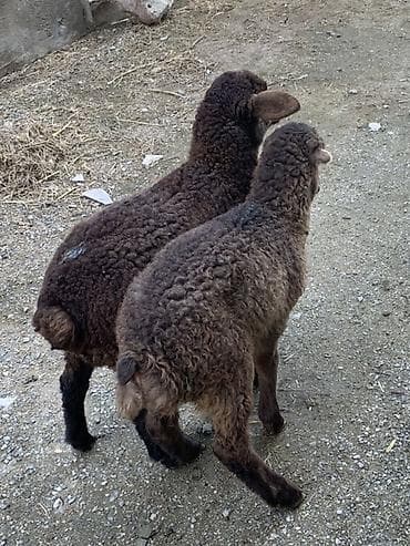 qaz şəkili: Məhsul: Qara rəngli balalıq quzular Təsvir: - Şəkillərdə gördüyünüz — 2