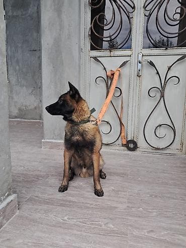 itlərin sekisi: Belçika çoban iti, 6 ay, Erkek, Peyvəndli, Ünvandan götürmə — 3