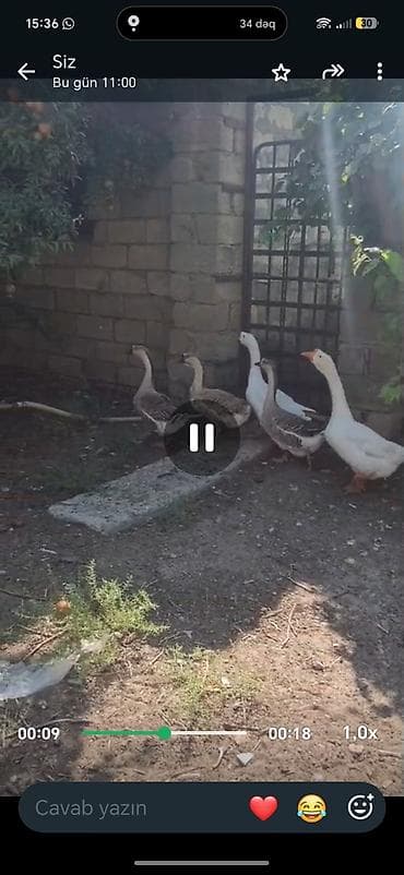 quş: Satlıq qazlar. Linda qazları 5denedir — 1