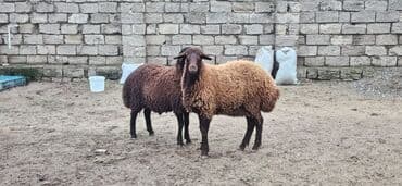 yuxuda ördek balası görmek: Dişi, il: 1, 40 kq, Damazlıq, Ünvandan götürmə — 1