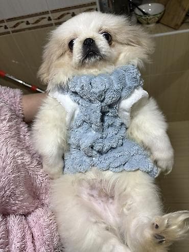 it zvanok: Pekines itler oz itlerimin balasidi qurd dermani verilib tam saglam — 4