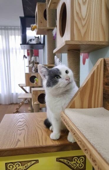 qız pişik adları: Van, Dişi, Yaxşı əllərə — 1