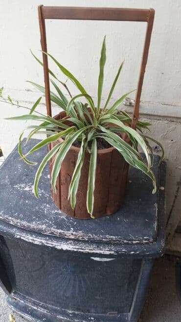 klinikada otaq arendaya verilir: Xlorofitum otaq bitkisi Unvan: Kohne guneshli, Shixlinski 57. 8 — 1