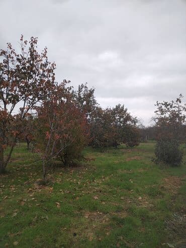 gunes enerjisi panel: 24 Sot plan satılır gilas və sair ağaclardan ibarətdir. Cavan bagdi — 7