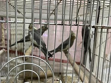 pitbull satisi: Salam Korella tutuquşuları satılır Baladılar hardasa 3-4 aylığdılar öz — 8