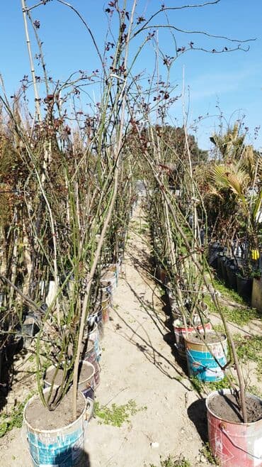 badam qiyməti: Xan cinar 3metir 4 metrlik 15 azin çox alsaz mzakire olunacaq — 16