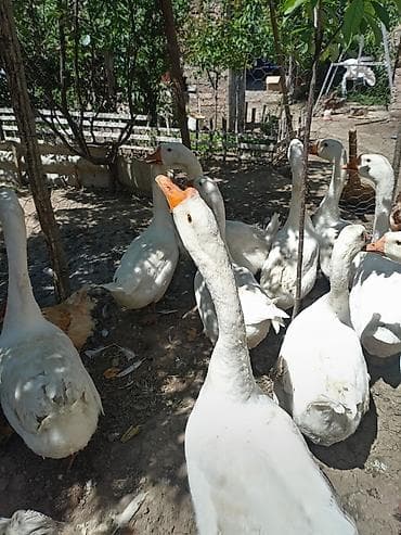 inek yemi: Dişi, Damazlıq, Pulsuz çatdırılma — 3