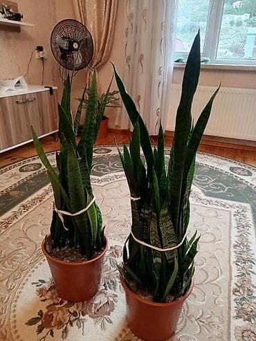 bitki: Sansevieria (Qaynana dili) – iri ölçülü, qapalı məkanlar üçün — 6