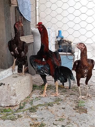 11 Ayliq Xoruz 10 aylıq fərələr başı çıxan adam narahat etsin qiymət — 3