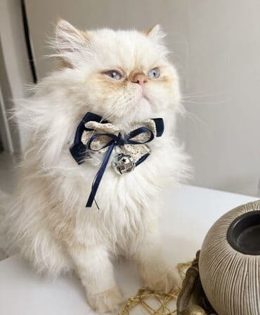 şotland pişiyi satışı: Fars, Erkək, Cütləşmə üçün — 2