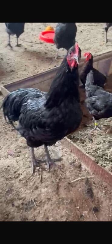 qız pişik adları: Xoruz, il: <1 — 4