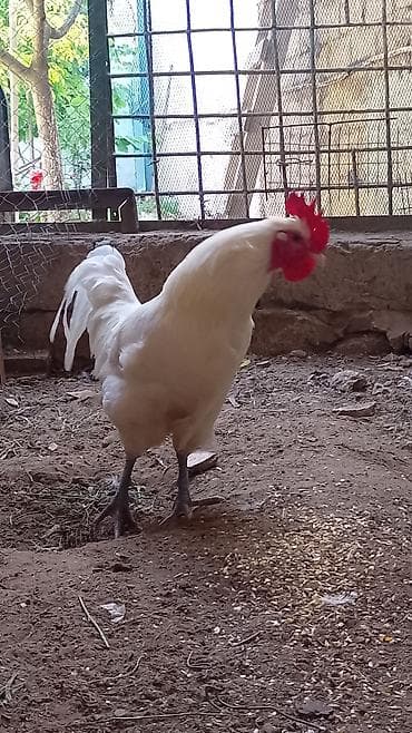 yarasa yuvasi: Ağ Afstralop.barter var 3 eded arginal 1ayliq lavanda zumrud okuzu — 6