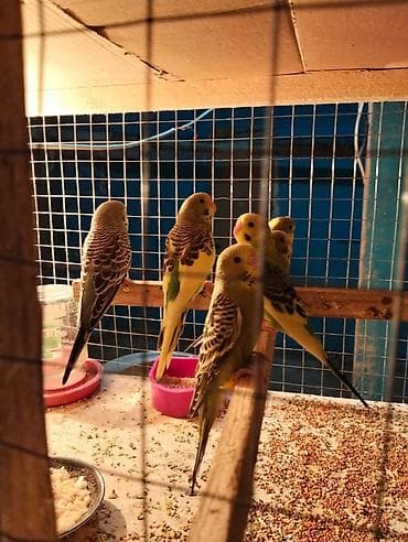 papuqay sesi: Dalmatin və klassik rəng çeşidlərində dalğalı tutuquşular (ağ — 7