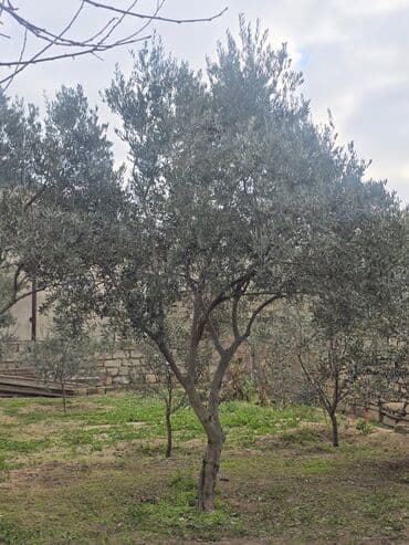 Zeytun ağacları satılır – dekorativ və məhsuldar çeşid lalafo.az -da Zeytun ağacları satılır – dekorativ və məhsuldar çeşid