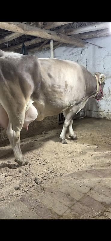 Satilir 2 ci balasidi 35 lt sud verir