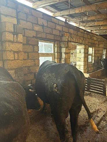 lalafo keci satisi: Satışda ətlik qaramal – bir neçə baş erkək heyvan. Xüsusiyyətlər: - — 4