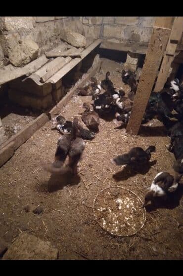 ördək balası və cücə: Məhsul: muskoviy ördəkləri (indoutka) — 3