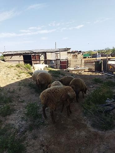 çin bildirçini: Erkək, il: 1, 15 kq, Ətlik, Ünvandan götürmə — 3