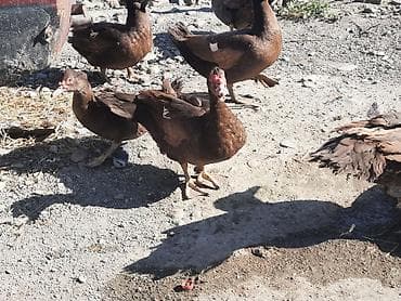 qaz şəkli: Muscovy ördəkləri (indoutka) – qəhvəyi rəngdə sürü - Cins — 3