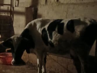 Коровы, быки: Самка, Holsteyn, лет: 2, 200 кг, Для молока, Бесплатная доставка — 4