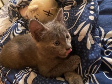 Heyvanlar üçün mallar: İki pişik balası – qəbul üçün - Qara-ağ tüklü pişik balası:5 aylıq — 4