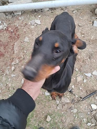 itlər doberman: Doberman — 2