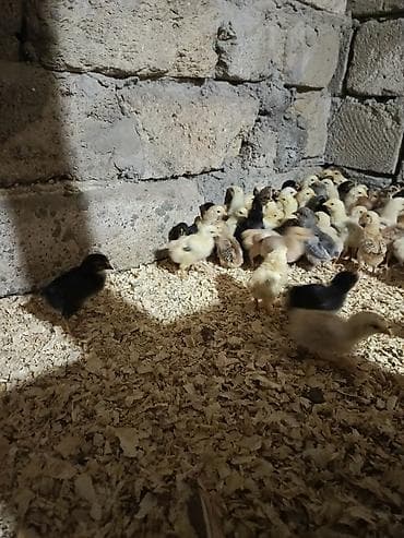 Cücələr: Toyuq cücələri, Ətlik — 1