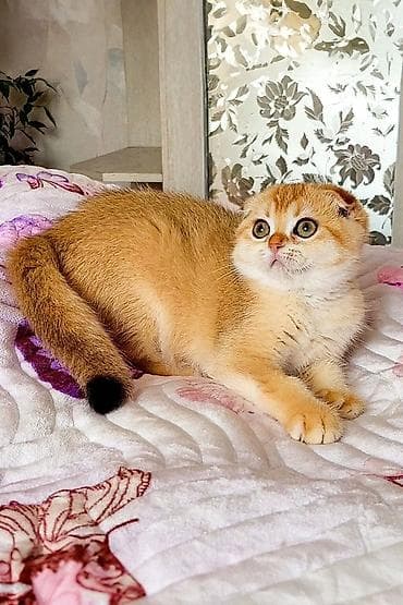 cin bildircin: Şotland — 1