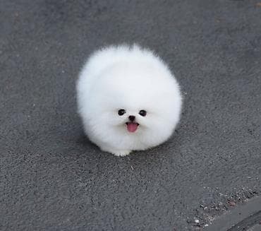 pulsuz heyvan: Şpitz, 2 ay, Sənədli — 1