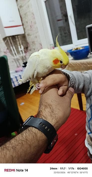 Salam her kese korella satilir 6 ayliqdi elde durur dislemir cox lalafo.az -da Salam her kese korella satilir 6 ayliqdi elde durur dislemir cox