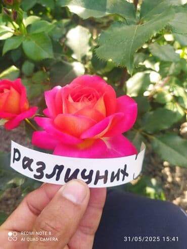 çiyələk şitili: Məhsul: Gül kolları – müxtəlif növ güllər Təsvir: - Seçmə dekorativ — 4