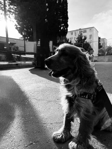 Koker spaniyel, 3 il, Erkek