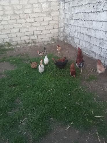 toyuq ayağı: Toyuq, Yumurtalıq — 1