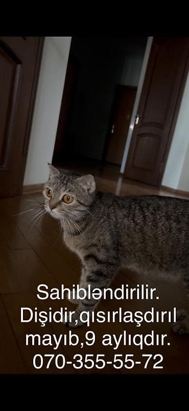 heyvanlar: Tabbi, Dişi, Yaxşı əllərə — 5