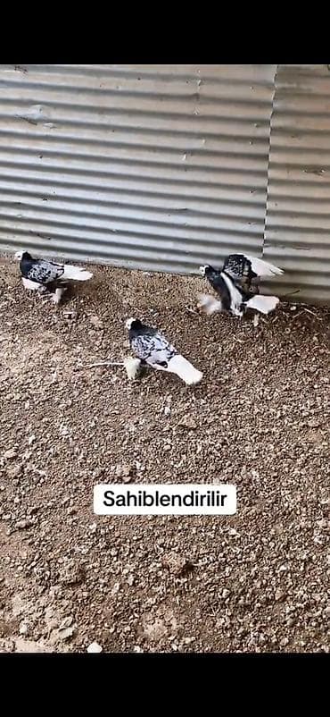 heyvanlar və balaları: Məhsul: Göyərçinlər – rəngli damazlıq sürü Təsvir: - Eyni sürüdən — 8