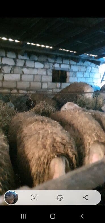 Qoyun sürüsü satılır - Növ: yerli ətlik/yunlu qoyunlar (ağ başlı